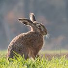 Feldhase (Lepus europaeus)