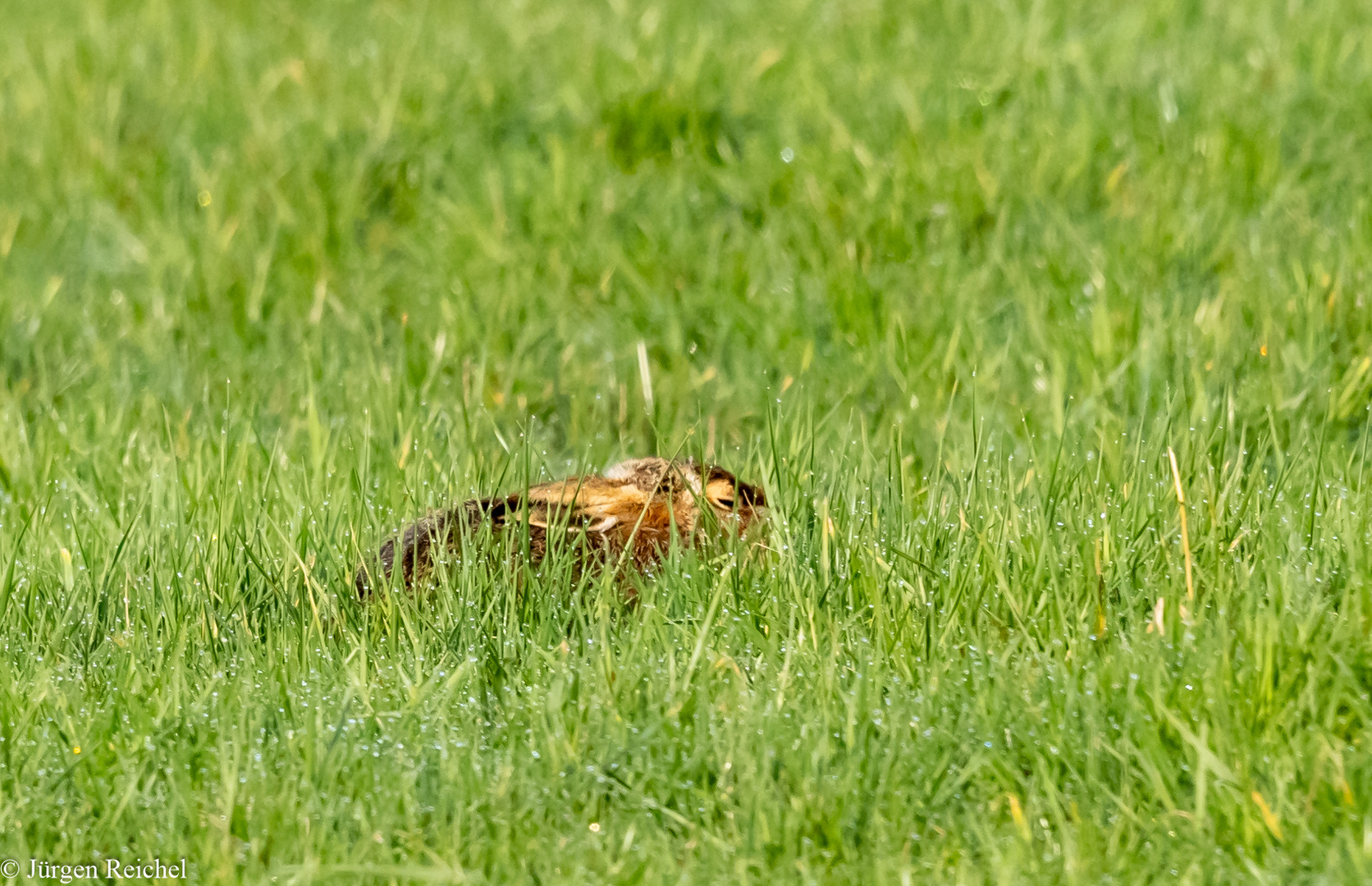 Feldhase (Lepus europaeus)