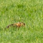 Feldhase (Lepus europaeus)