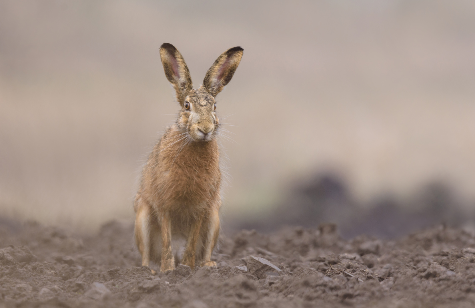 ~Feldhase (Lepus europaeus)~