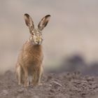 ~Feldhase (Lepus europaeus)~