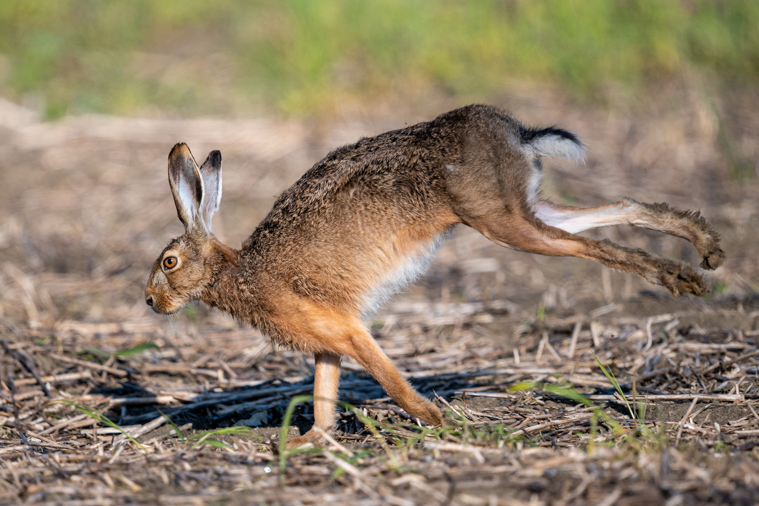 Feldhase (Lepus europaeus)