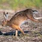 Feldhase (Lepus europaeus)