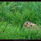 Feldhase [lepus europaeus]