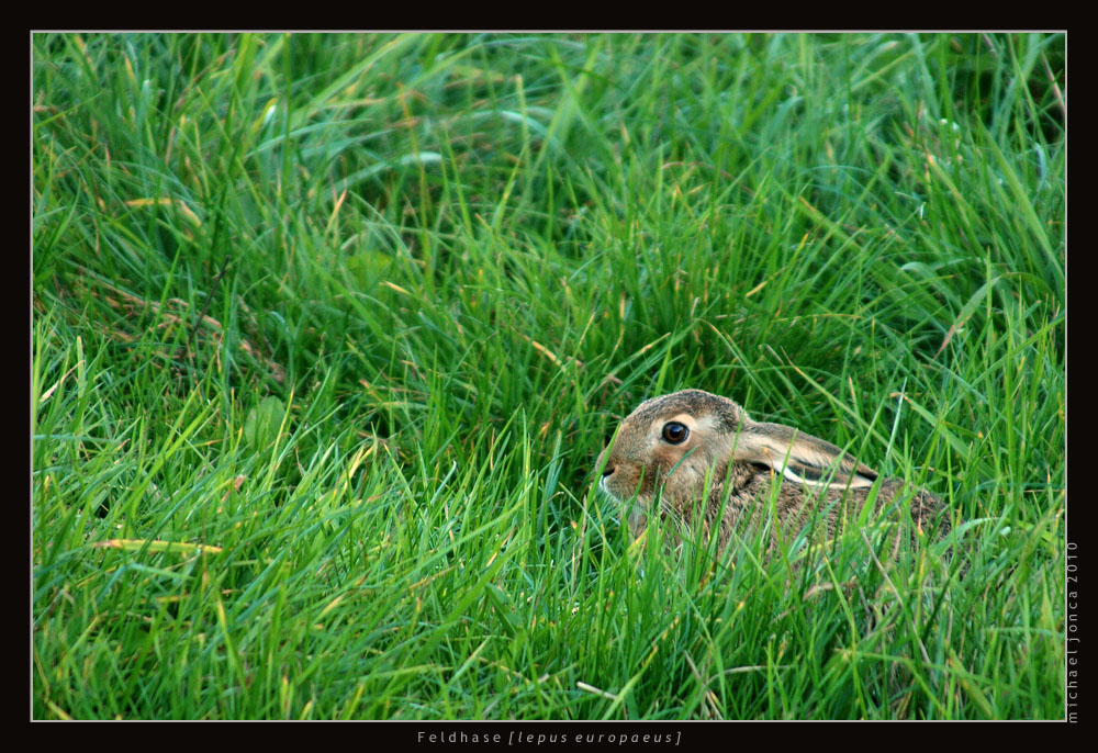 Feldhase [lepus europaeus]