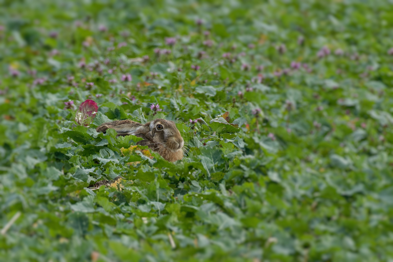 Feldhase (Lepus europaeus)