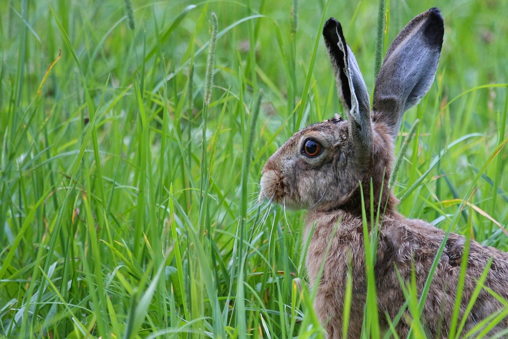 Feldhase - Lepus europaeus