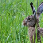 Feldhase - Lepus europaeus