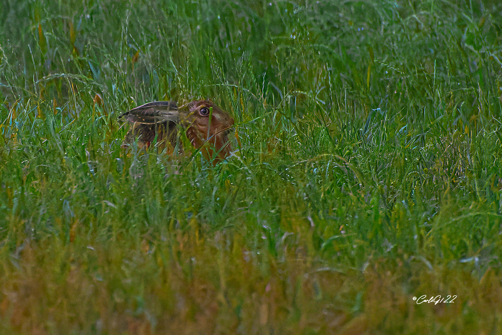 Feldhase (Lepus europaeus) 