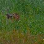 Feldhase (Lepus europaeus) 