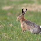 Feldhase ( Lepus europaeus )