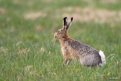 Feldhase ( Lepus europaeus )