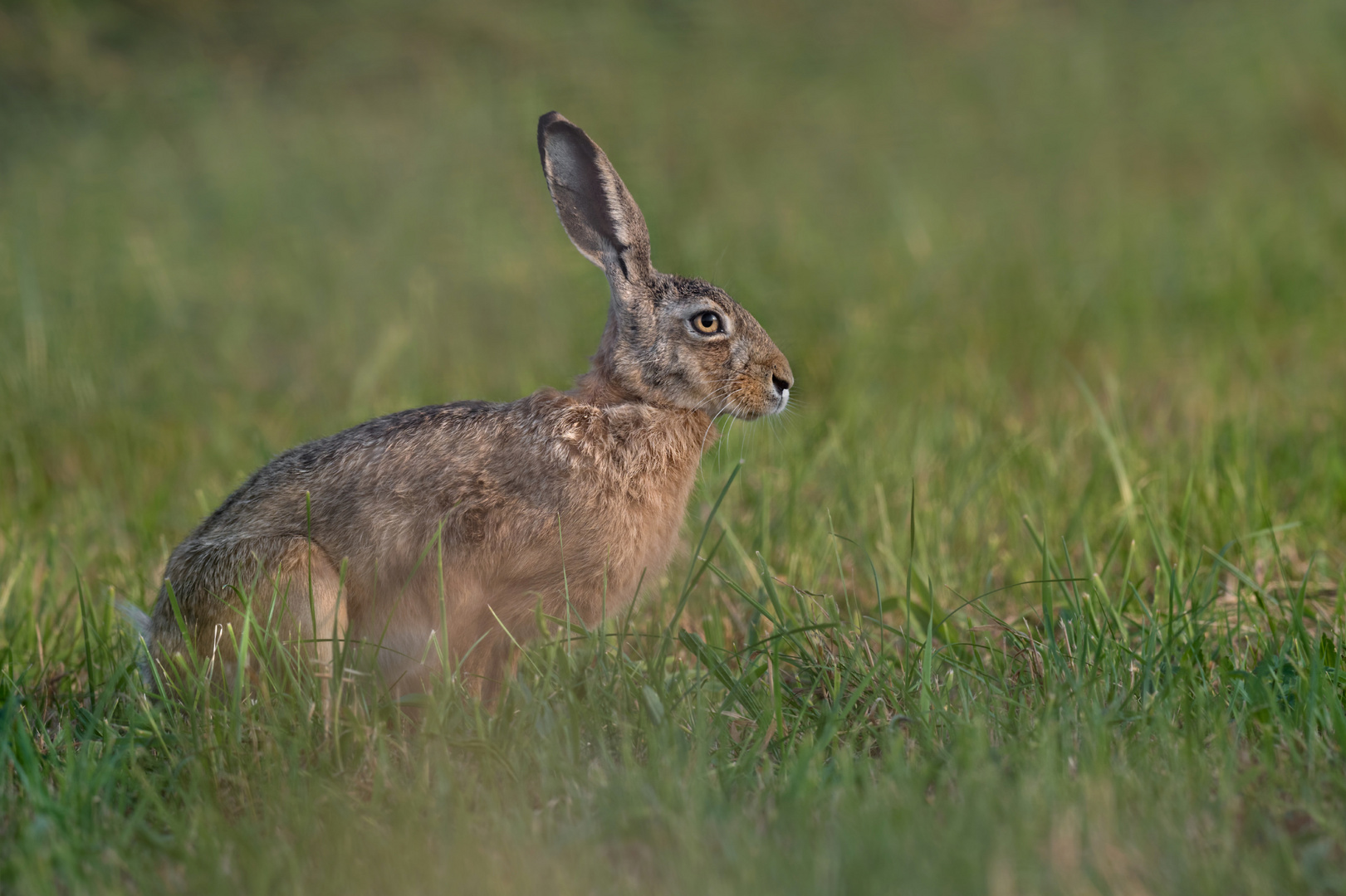  Feldhase (Lepus europaeus)