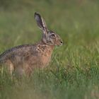  Feldhase (Lepus europaeus)