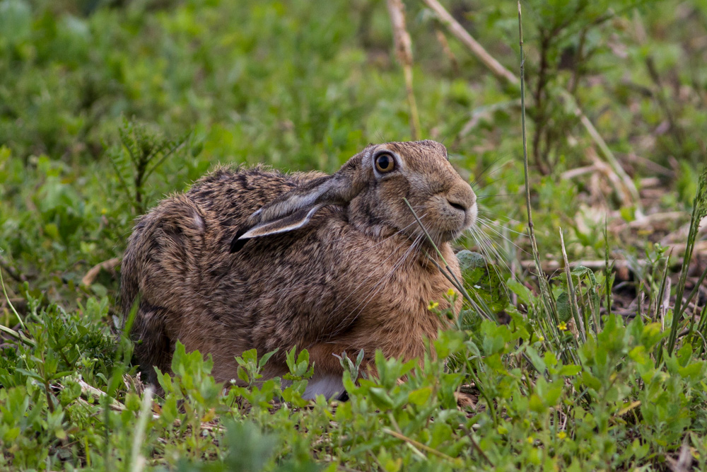 Feldhase (Lepus europaeus)