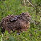 Feldhase (Lepus europaeus)