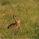 Feldhase (Lepus europaeus)