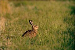 Feldhase (Lepus europaeus)