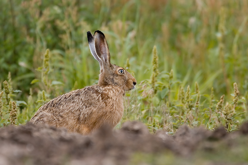 Feldhase (Lepus europaeus)