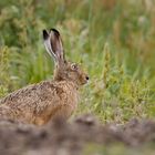 Feldhase (Lepus europaeus)