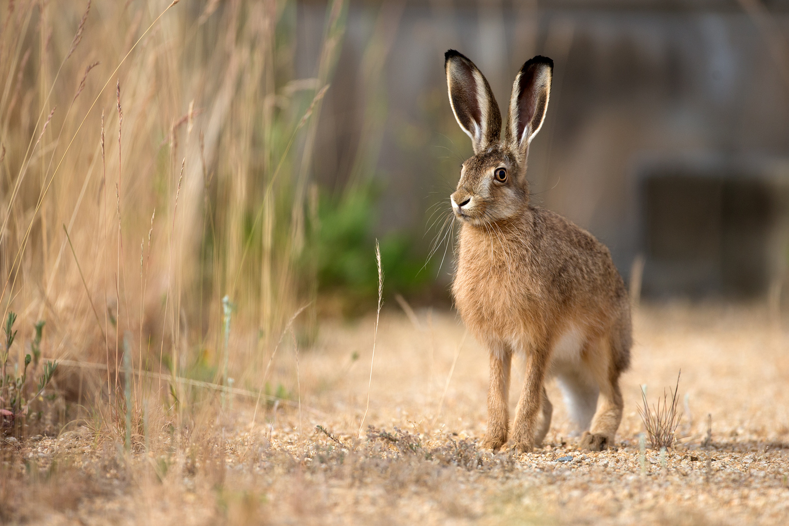 Feldhase (Lepus europaeus)