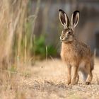 Feldhase (Lepus europaeus)