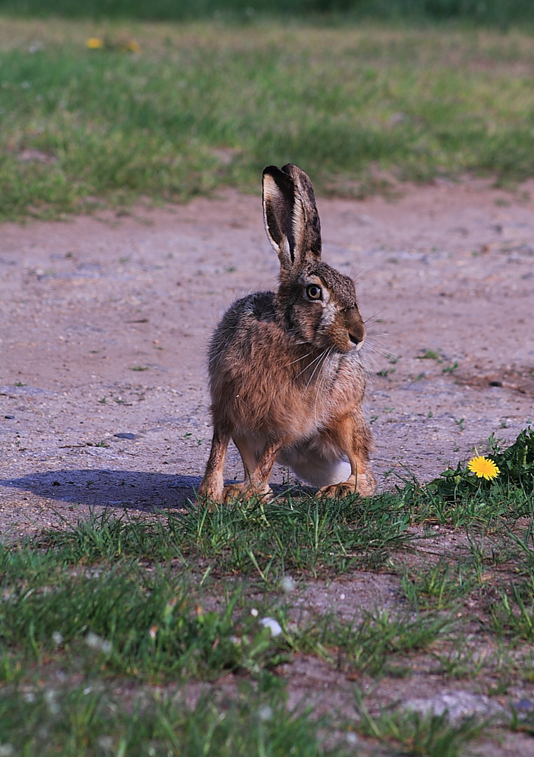 Feldhase - Lepus europaeus