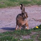 Feldhase - Lepus europaeus