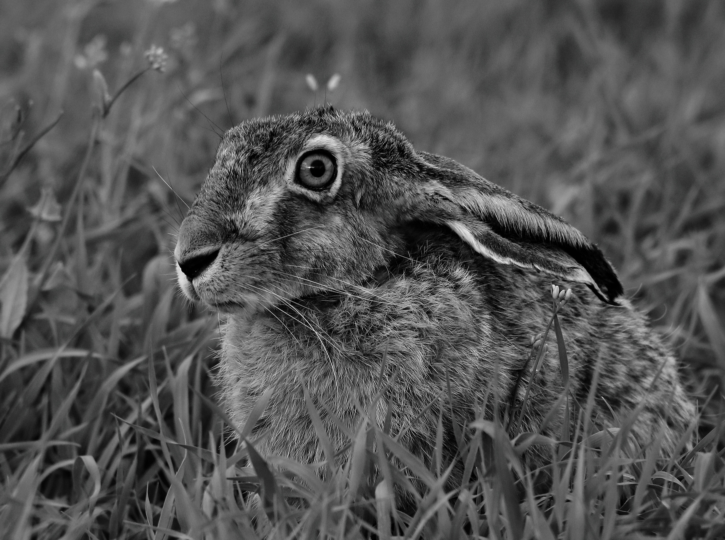 Feldhase (Lepus europaeus)