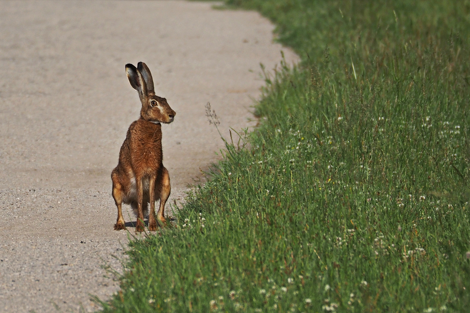 Feldhase (Lepus europaeus)