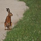 Feldhase (Lepus europaeus)