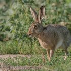 Feldhase (Lepus europaeus)