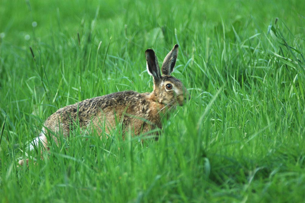 Feldhase (Lepus europaeus)