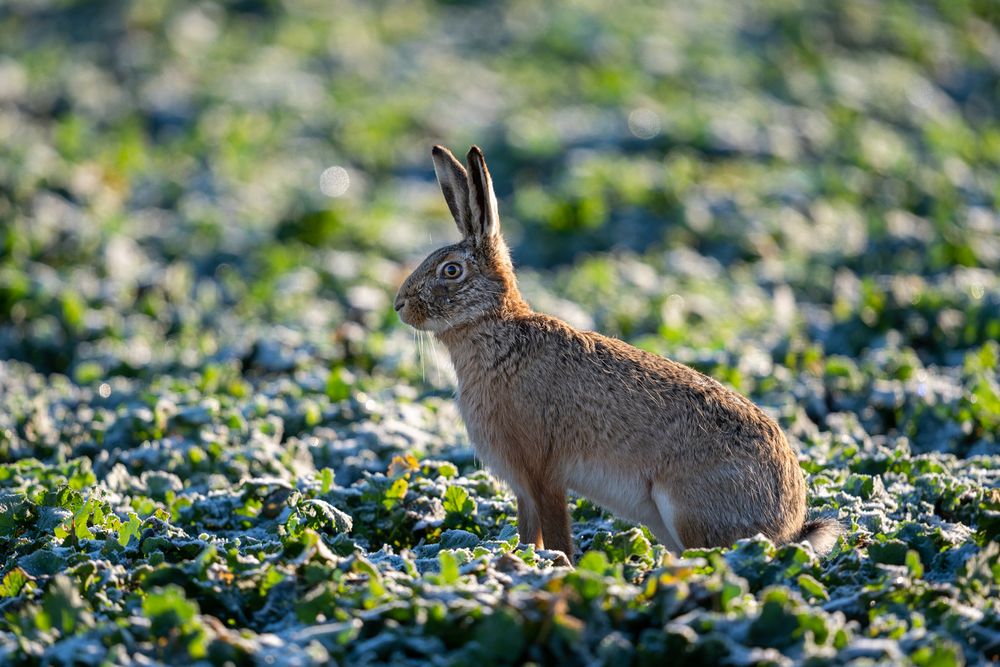 Feldhase (Lepus europaeus)