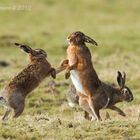 Feldhase (Lepus europaeus) Frühlingsgefühle 01