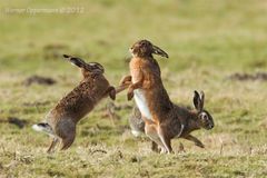 Feldhase (Lepus europaeus) Frühlingsgefühle 01