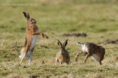 Feldhase (Lepus europaeus) Frühlingsgefühle 02