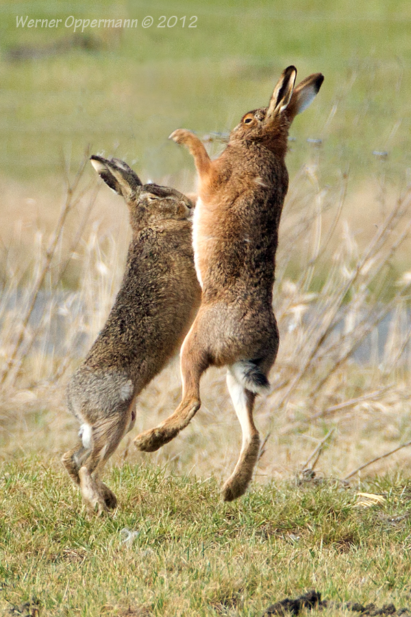 Feldhase (Lepus europaeus) Frühlingsgefühle 03