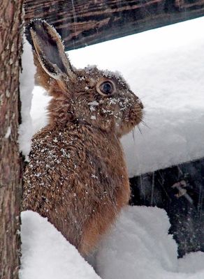 Feldhase (Lepus europaeus) im tiefen Schnee ...
