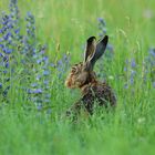  Feldhase (Lepus europaeus) inmitten von Natternkopf (Echium vulgare)  