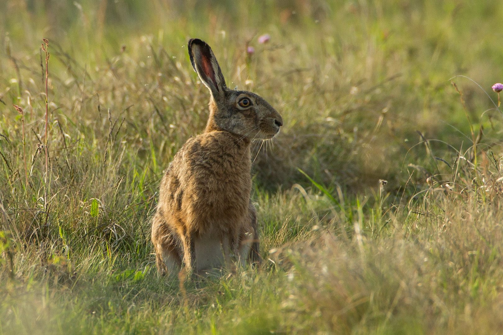 Feldhase (Lepus europaeus Pallas)