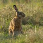 Feldhase (Lepus europaeus Pallas)