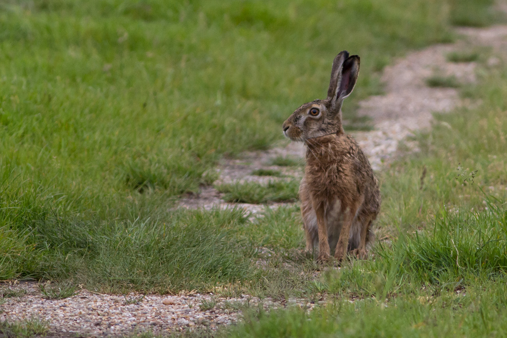 Feldhase (Lepus europaeus)_III