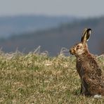 Feldhase - nicht der Osterhase