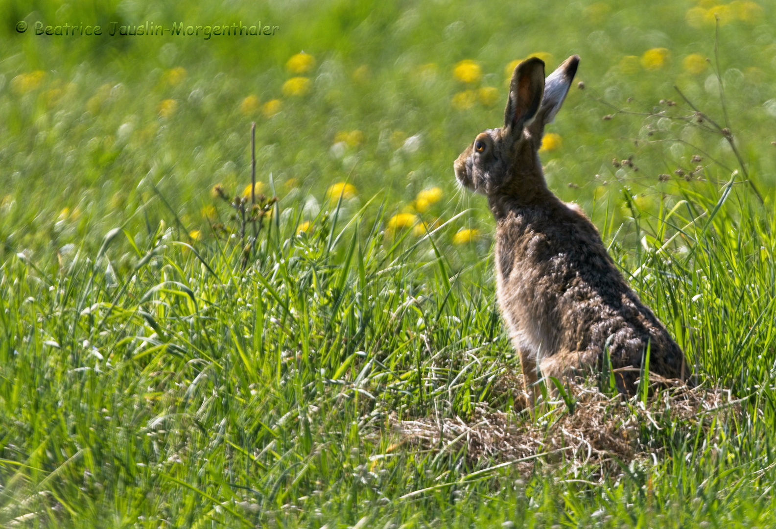 Feldhase oder Osterhase?