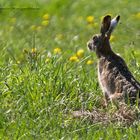 Feldhase oder Osterhase?