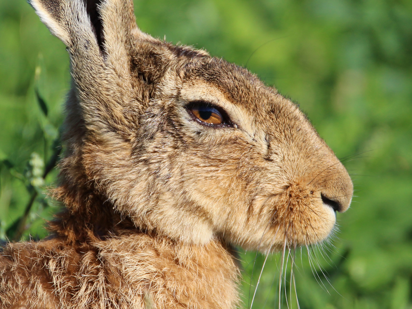 Feldhase Portr t Foto Bild wald wiese hase Bilder Feldhase Portr t Foto Bild wald wiese hase Bilder