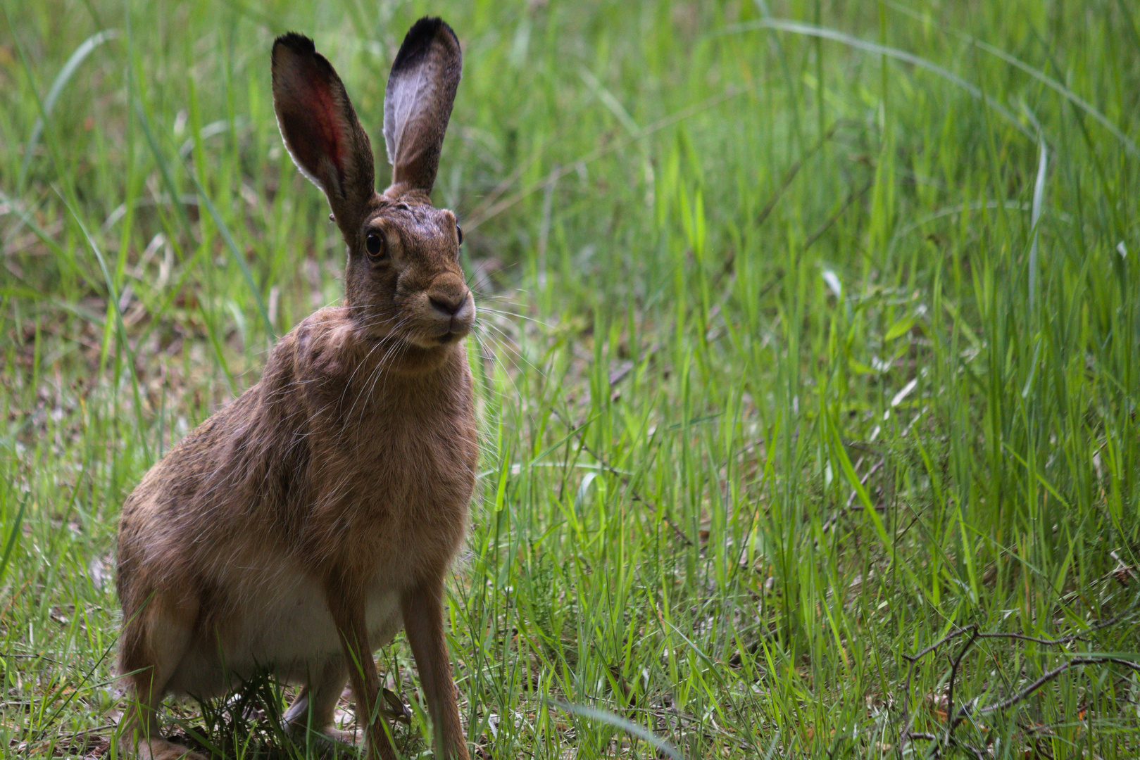 Feldhase (Rostocker Heide)