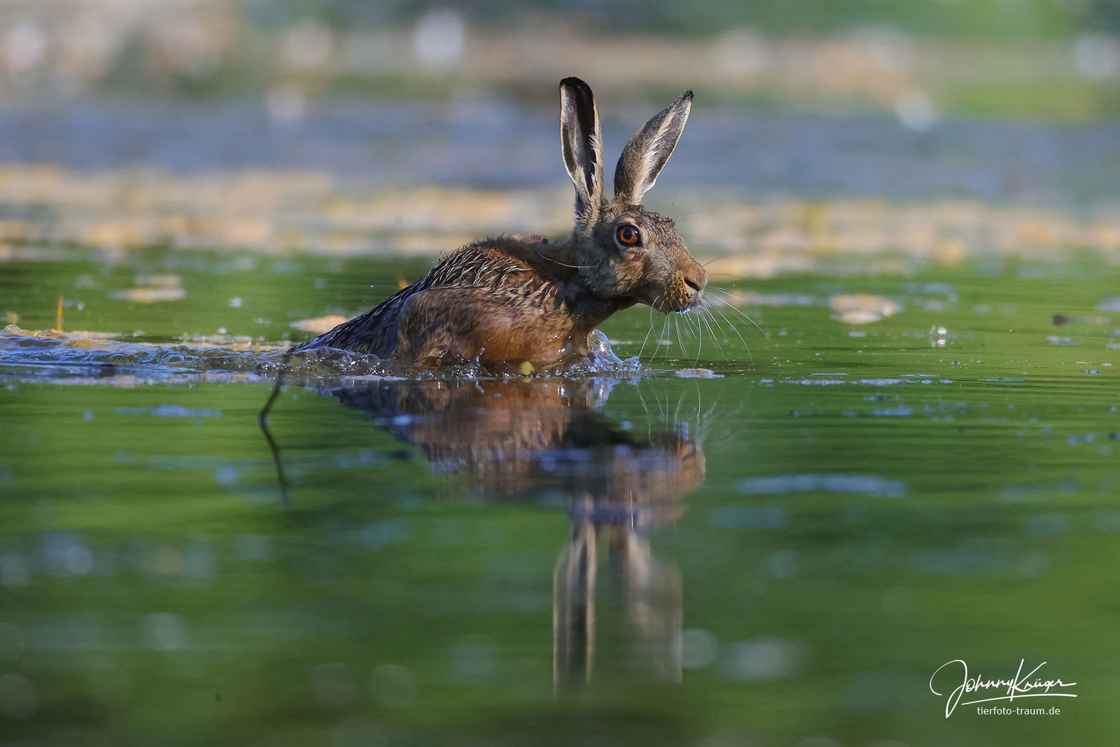 Feldhase überquert Teich