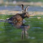 Feldhase überquert Teich